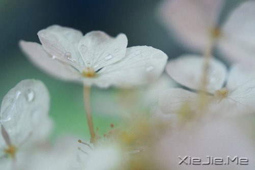 晚安心语:人生最美还是淡然 (10)