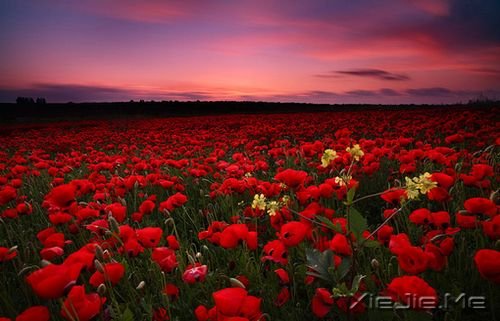 早安心语:生活,不怕苦,就怕麻木 (7)