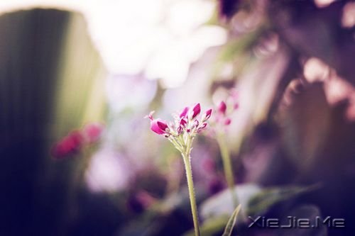 早安心语:成功的速度一定要超过父母老去的速度 (8)